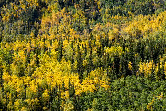 Scenic view of forest by Cooper Landing in autumn, Kenai, Alaska, USA