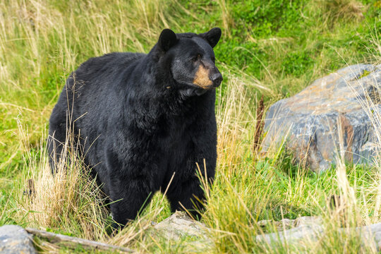 Captive black bear at Alaska Wildlife Conservation Center, Portage, Downtown Anchorage, Anchorage, Southcentral Alaska, Alaska, USA