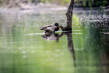 Danube Delta, Romania