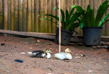 Cute duck bird near farm house. Yellow fluffy duck chick. Rural scene in tropical island village. Agriculture farm animals. Farm bird outdoor. Philippine village scenery