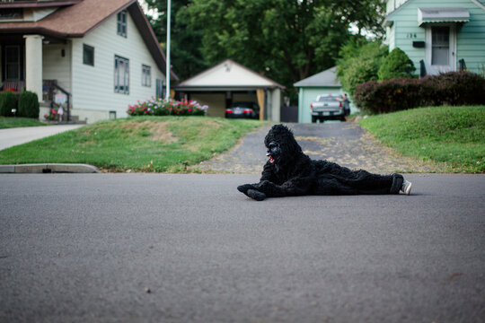 A child in a gorilla suit lays down on street in suburban neighborhood