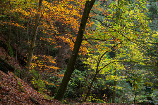 Trees in forest during autumn, Bohemian Switzerland National Park, Hrensko, Decin District, Usti nad Labem Region, Czech Republic