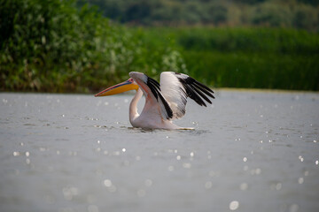 Beautiful pelican

