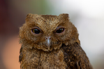 close up of cute little owl. owl expression when on the move during the day. animals with glazed eyes