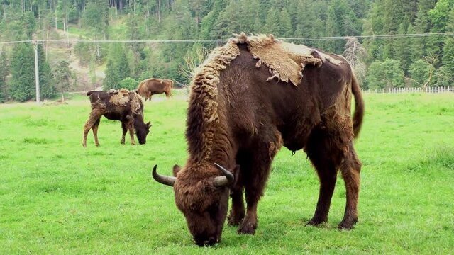 Brown aurochs in natural reservation, close up