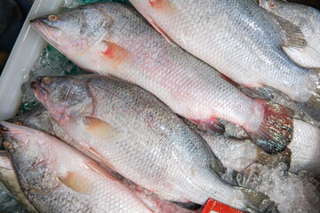 Sea bass fish on ice at Supermarket and department store, Ingredients for cooking, food concept