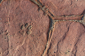 Dog's footprint on cement concrete floor texture background with vintage tone strong shadows in Sofia, Bulgaria, Eastern Europe
