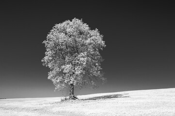 tree. black and white photography

