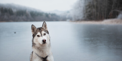 siberian husky dog portrait on the shore of a frozen lake in the mountains in winter