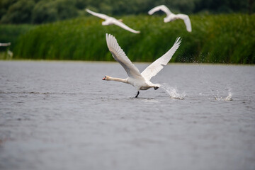 Wild swans in Danube Delta , Romania