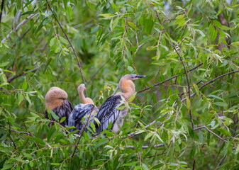 Anhinga chicks