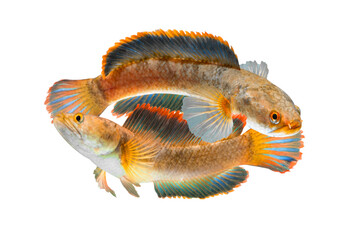 Snakehead Channa fish . Alive snake fish isolated on white background