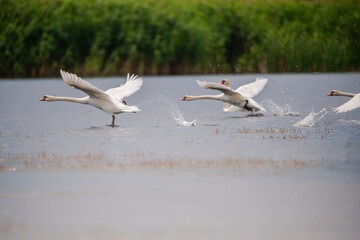 Wild swans in Danube Delta , Romania
