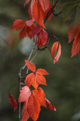 red grape leaves as an object for photography.