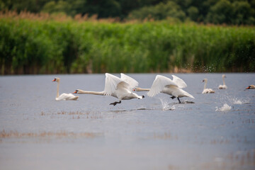 Wild swans in Danube Delta , Romania
