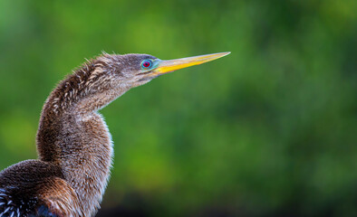 Anhinga