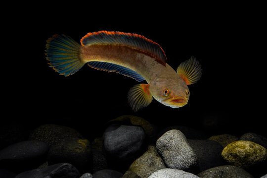 Snakehead Channa fish . Alive snake fish swimming on rocks dark background