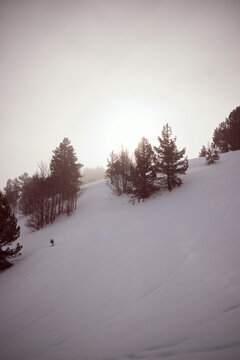 Snowy forest in the Pyrenees, Aspe Valley in France.