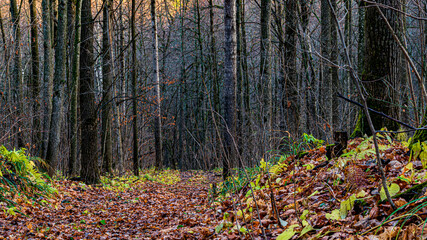 autumn forest