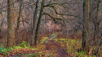 Obraz premium autumn in the forest