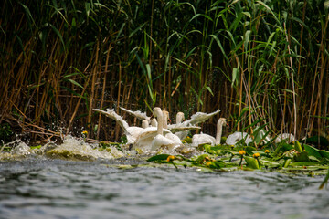 Wild swans in Danube Delta , Romania
