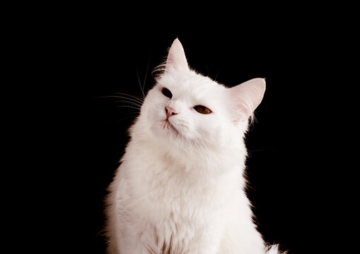 Beautiful white cat with judgy expression