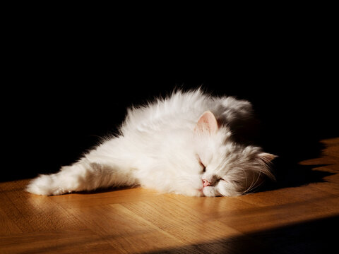 Beautiful fluffy white cat enjoying the sun spot