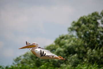 Amazing pelican in the fly