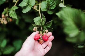 Hand picked freshly raspberries in garden