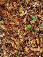 autumn leaves background