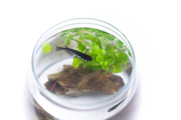 アクアリウム　餌を食べる黒メダカ