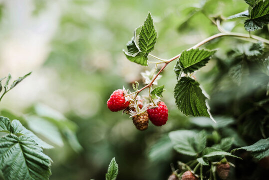 Red raspberry on the vine.