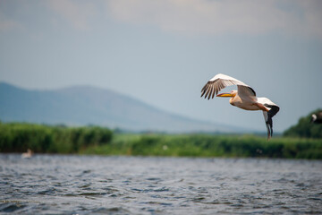 Amazing pelican in the fly