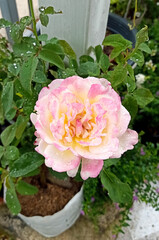 White and pink roses in the garden 