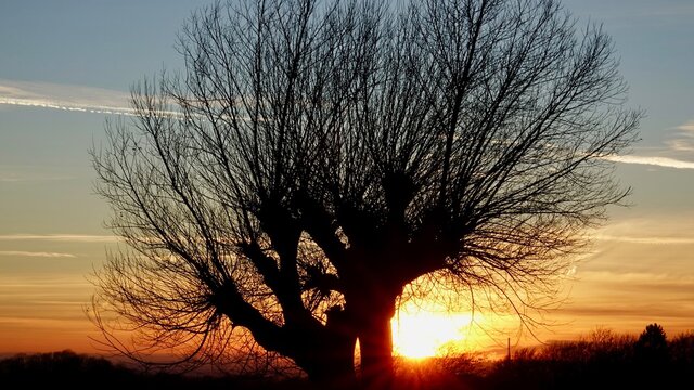 Weidenbaum im Sonnenuntergang - grandiose Kulisse