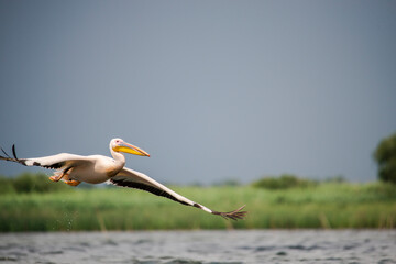 Amazing pelican in the fly