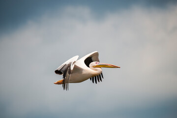 Amazing pelican in the fly