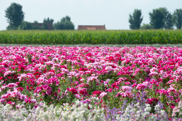 Godetia or Clarkia field of flowers