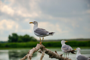 Seagull on the river