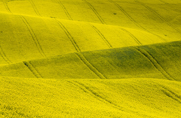 Idyllic view of rolling field with rapeseed near Kyjov, Hodonin District, South Moravian Region, Moravia, Czech Republic