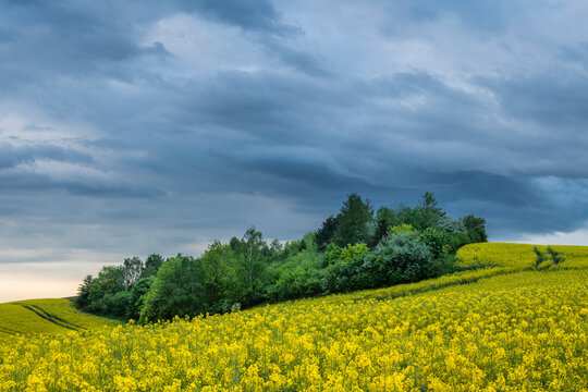 Idyllic view of trees amongst rapeseed fields near Kyjov with dramatic sky, Hodonin District, South Moravian Region, Moravia, Czech Republic