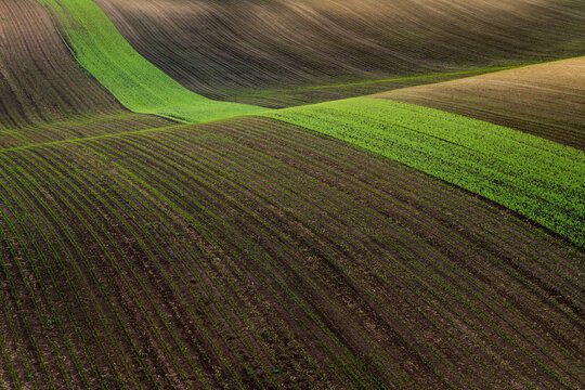 Idyllic view of green agricultural strip on rolling field near Kyjov, Hodonin District, South Moravian Region, Moravia, Czech Republic