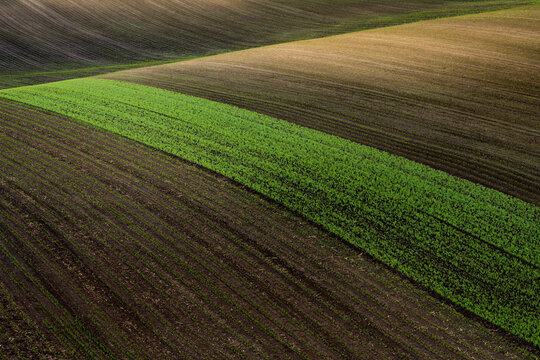Idyllic view of green agricultural strip on rolling field near Kyjov, Hodonin District, South Moravian Region, Moravia, Czech Republic
