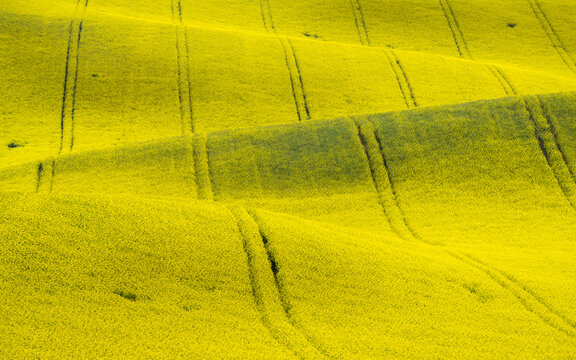 Scenic view of rolling field with rapeseed near Kyjov, Hodonin District, South Moravian Region, Moravia, Czech Republic