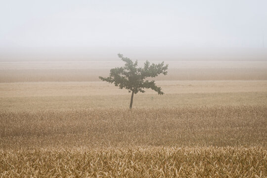 Solitary tree on field in fog near Kyjov, Hodonin District, South Moravian Region, Czech Republic
