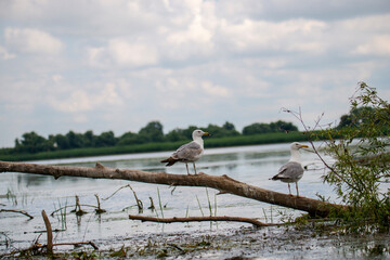 Seagull on the river