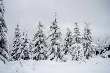 Trees covered by snow. Winter in mountain forest.