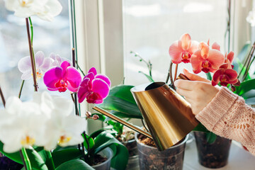 Watering orchids phalaenopsis with golden metal watering can. Woman taking care of home plants. Home hobbies - obrazy, fototapety, plakaty