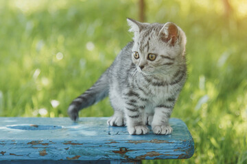 Naklejka premium little cute gray kitten stands on a blue wooden bench on a green lawn, concept of cat 