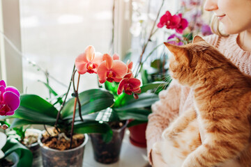 Woman holding cat and enjoying blooming orchids on window sill. Gardener taking care of home plants and flowers.